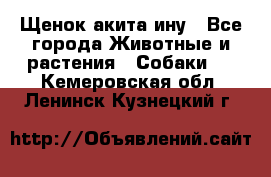 Щенок акита ину - Все города Животные и растения » Собаки   . Кемеровская обл.,Ленинск-Кузнецкий г.